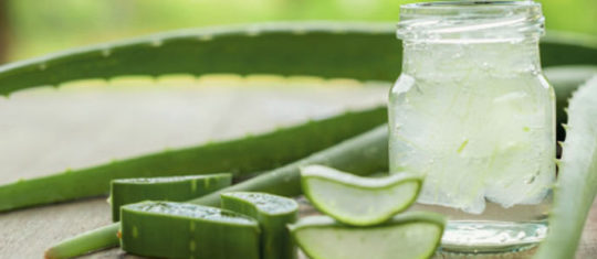 Les bienfaits de l'Aloe Vera