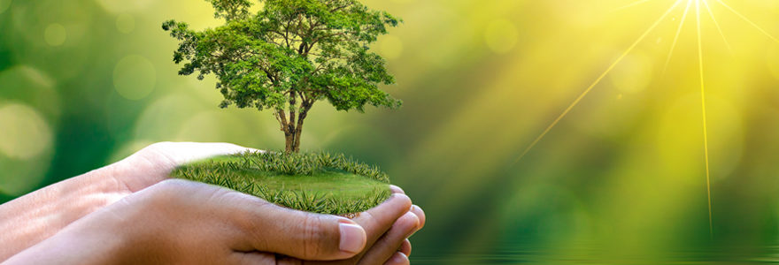 Cadeau écologique : offrir un arbre est une bonne idée