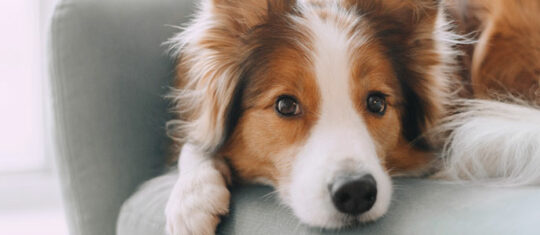 Giardiose chien