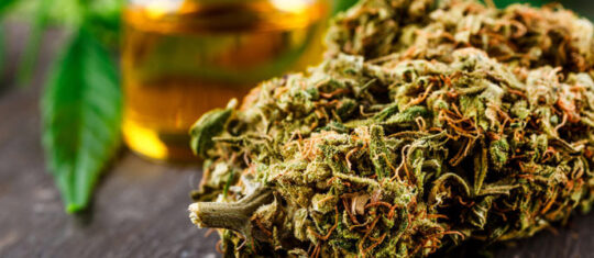 Fleur de CBD