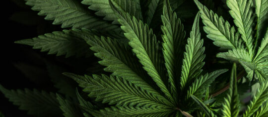 CBD