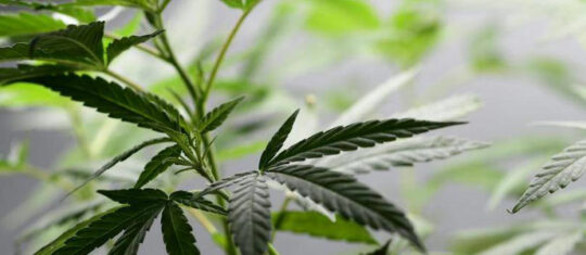CBD