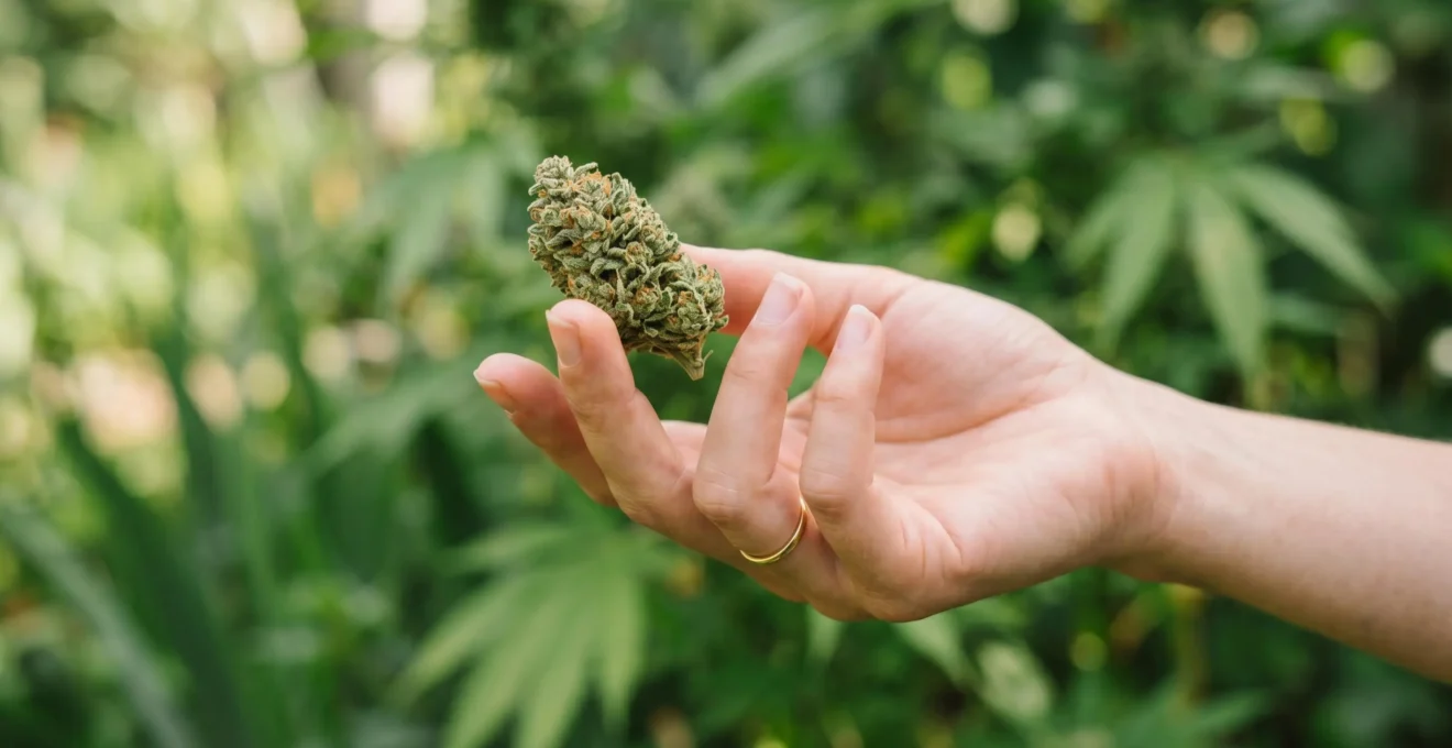 Main tenant délicatement une fleur de CBD sur fond naturel vert et doux