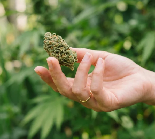 Main tenant délicatement une fleur de CBD sur fond naturel vert et doux